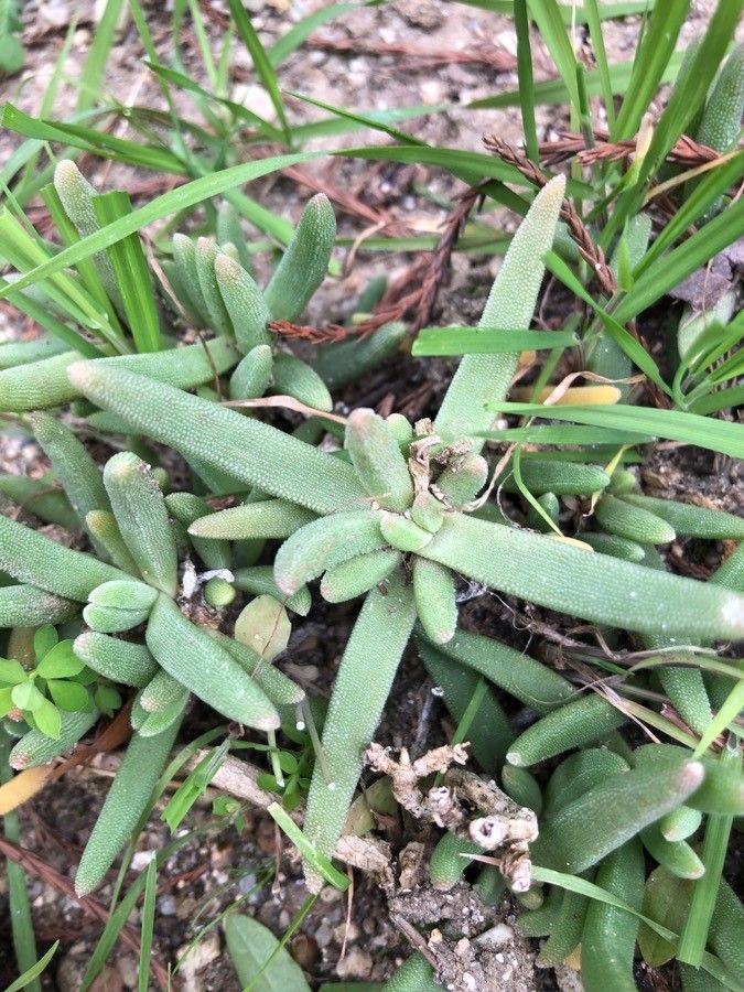 Lampranthus inconspicuus — houseplant care guide