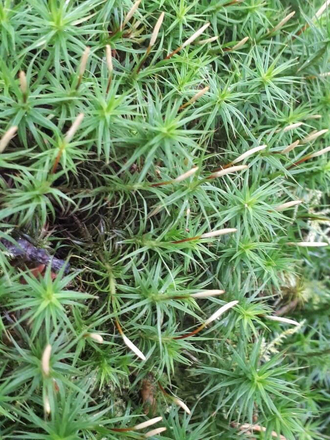 Plantago subulata flower