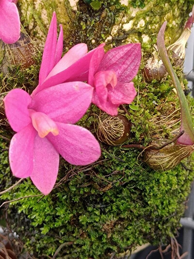 Dendrobium laevifolium flower