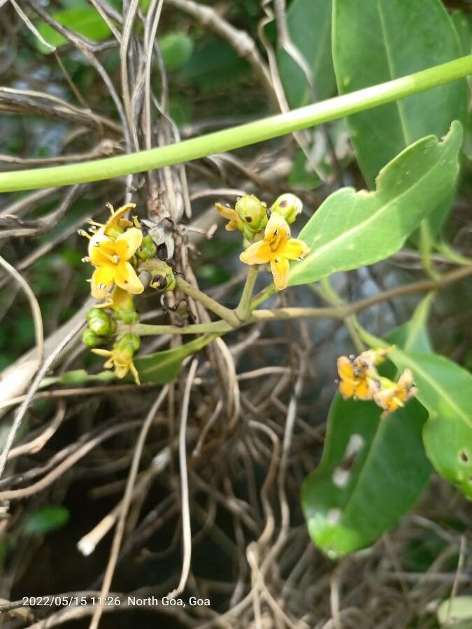 Avicennia officinalis flower