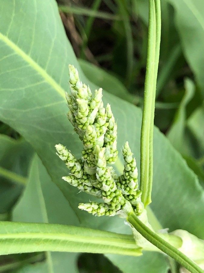 Rumex altissimus fruit