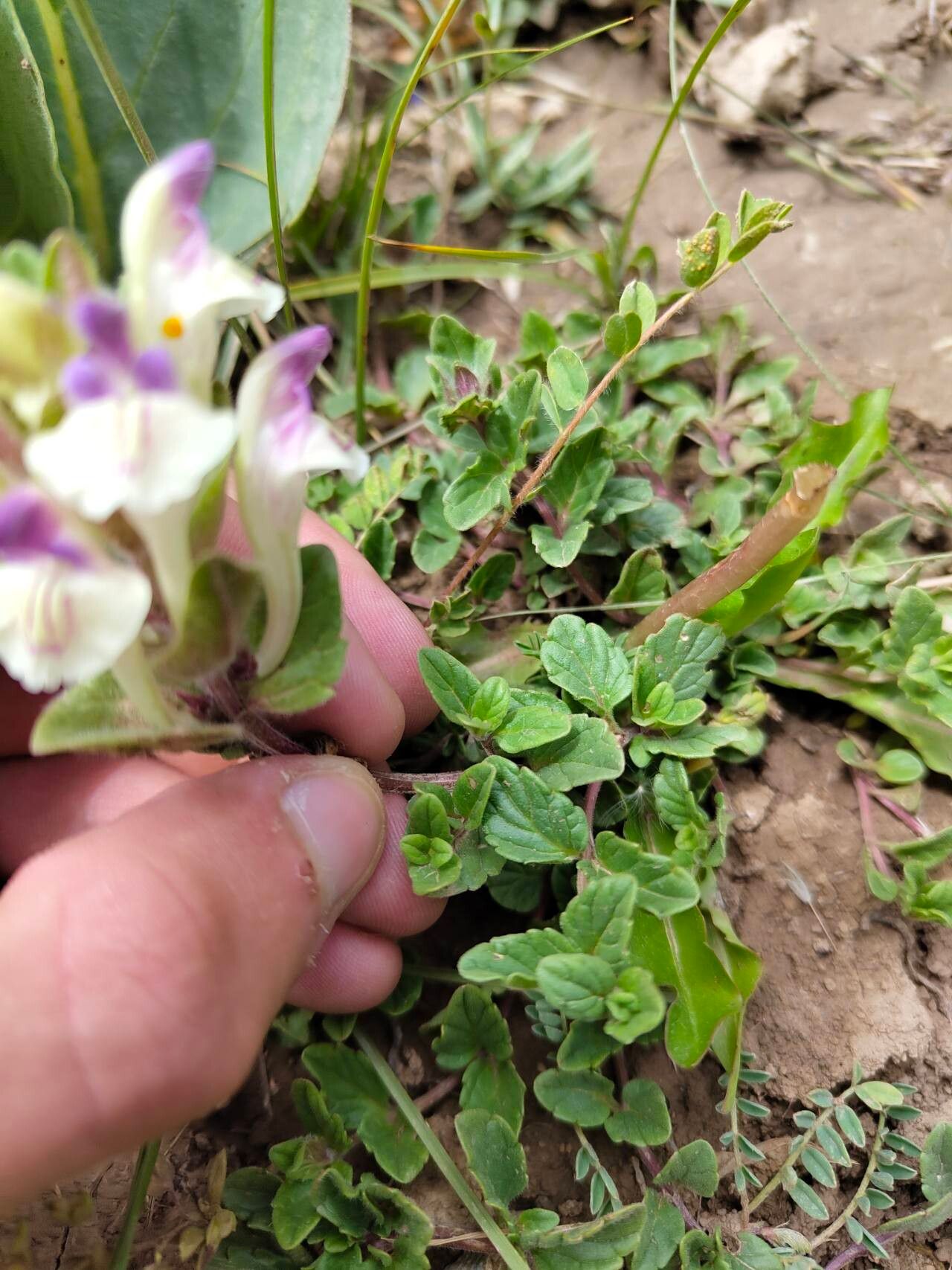 Scutellaria oligodonta — houseplant care guide