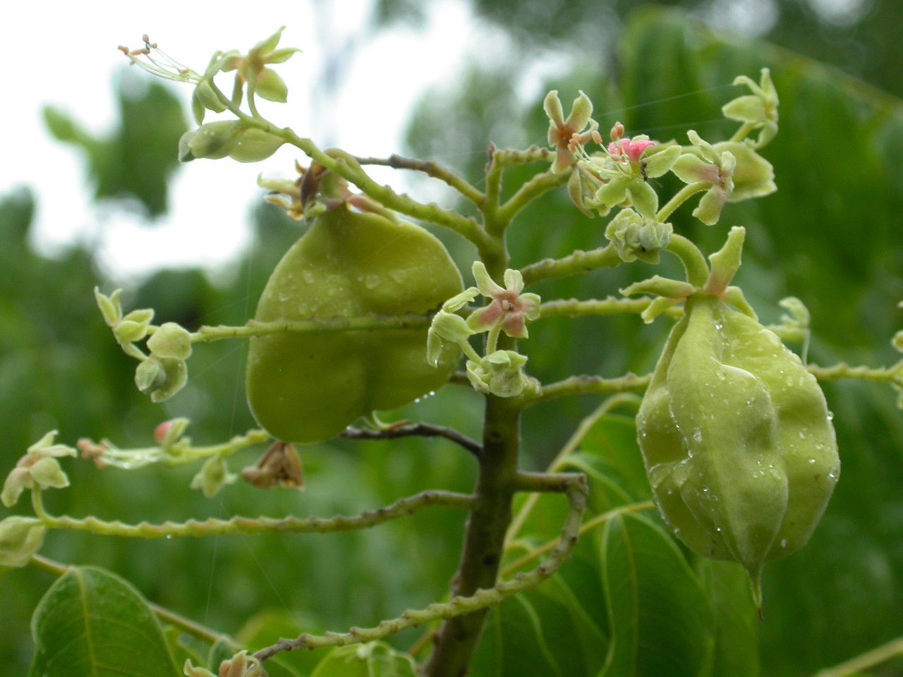 Majidea zanguebarica fruit