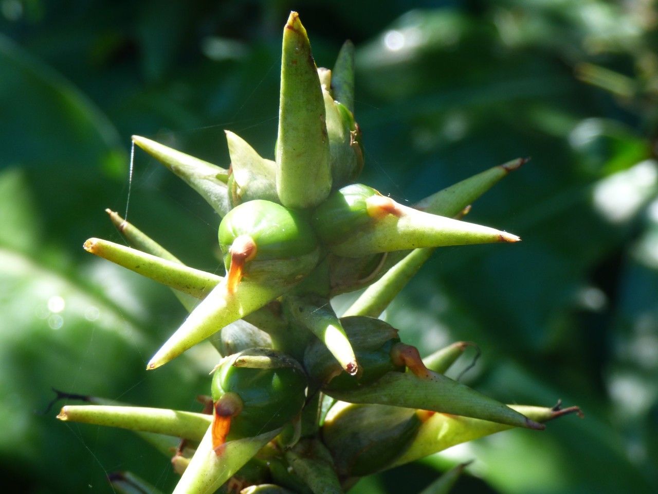 Hedychium gardnerianum fruit