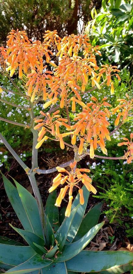 Oxera coriacea — related species from the same genus