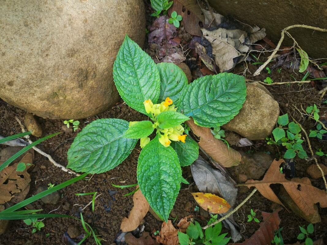 Chrysothemis friedrichsthaliana — related species from the same genus