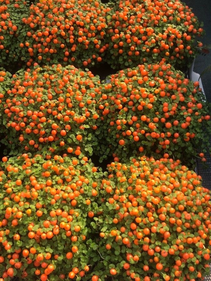 Nertera granadensis fruit