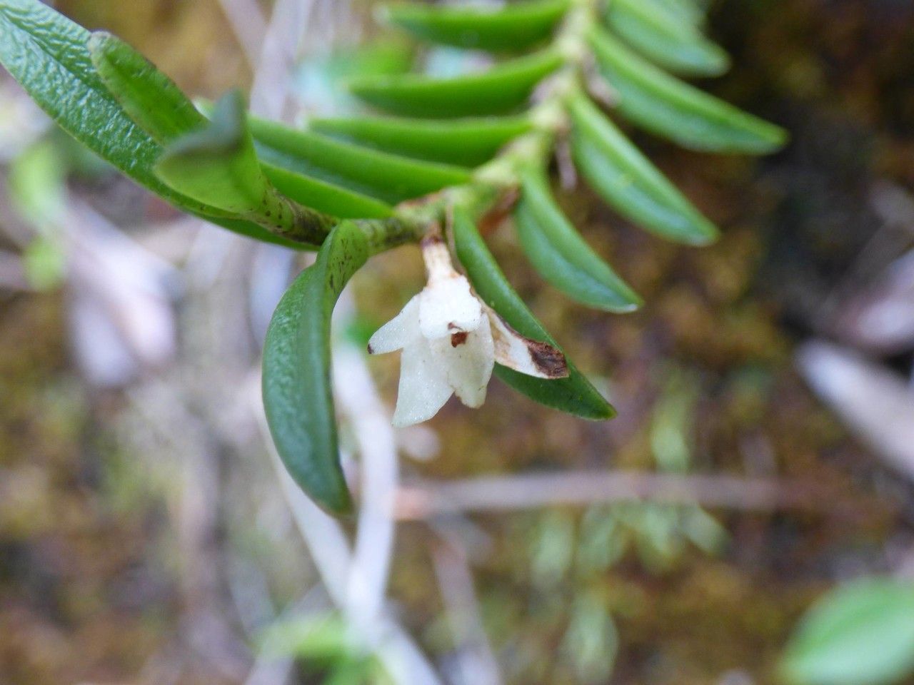 Angraecum pectinatum flower