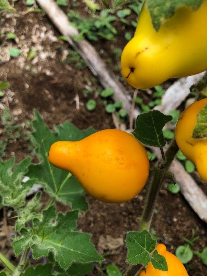 Solanum mammosum fruit