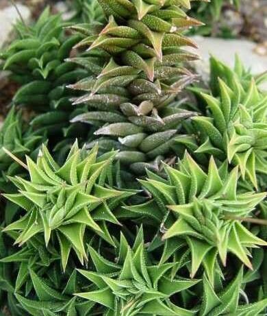 Haworthiopsis × tortuosa — search result for 'Haworthiopsis'