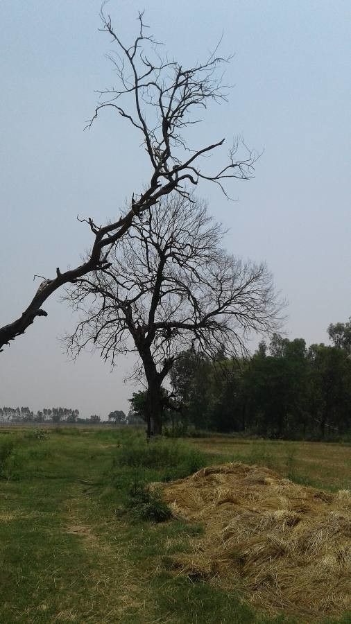 Ulmus thomasii habit