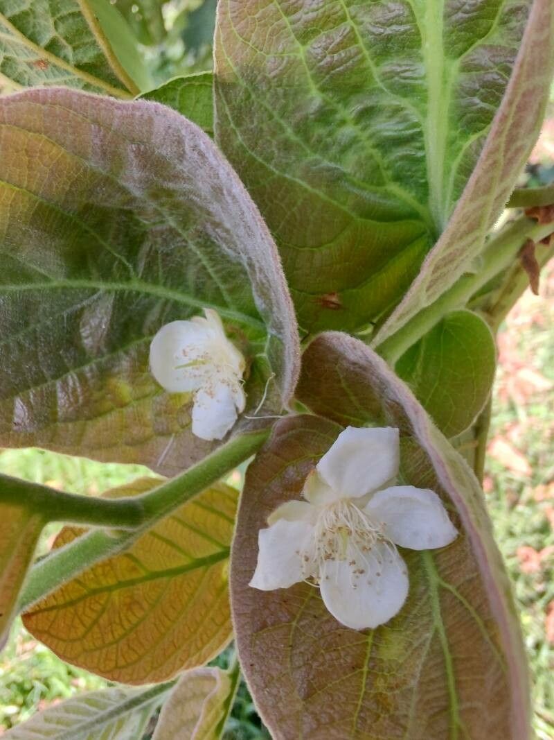Campomanesia guazumifolia flower