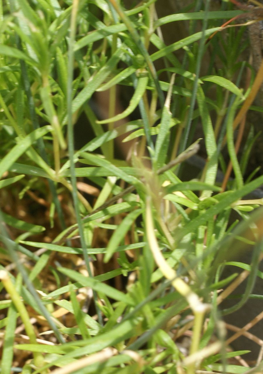 Minuartia villarii — houseplant care guide