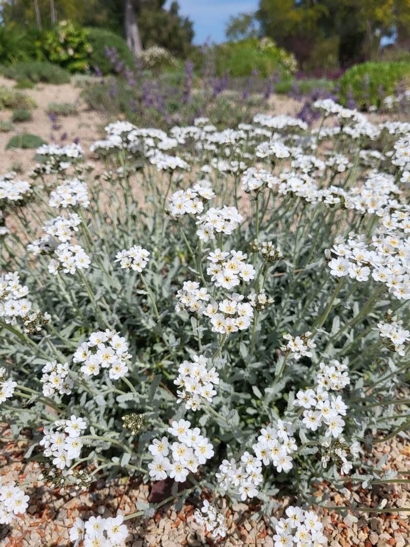 Achillea umbellata flower