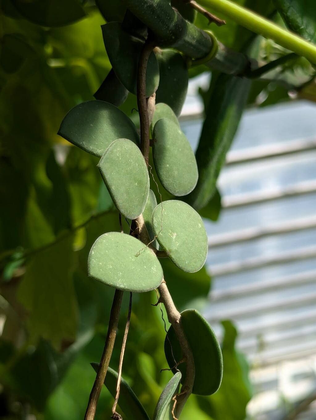 Hoya nummularioides — search result for 'Hoya'