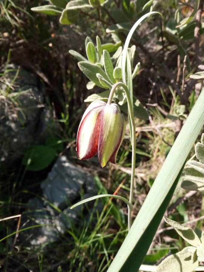 Fritillaria lusitanica flower