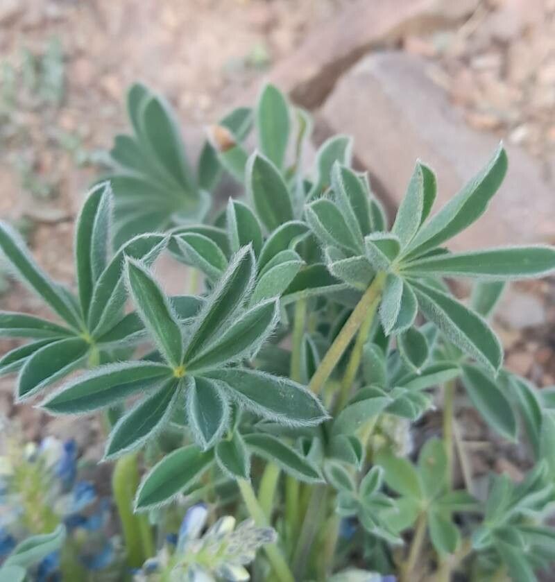 Lupinus andicola — search result for 'Lupinus'