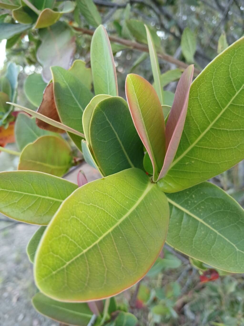 Byrsonima umbellata — houseplant care guide