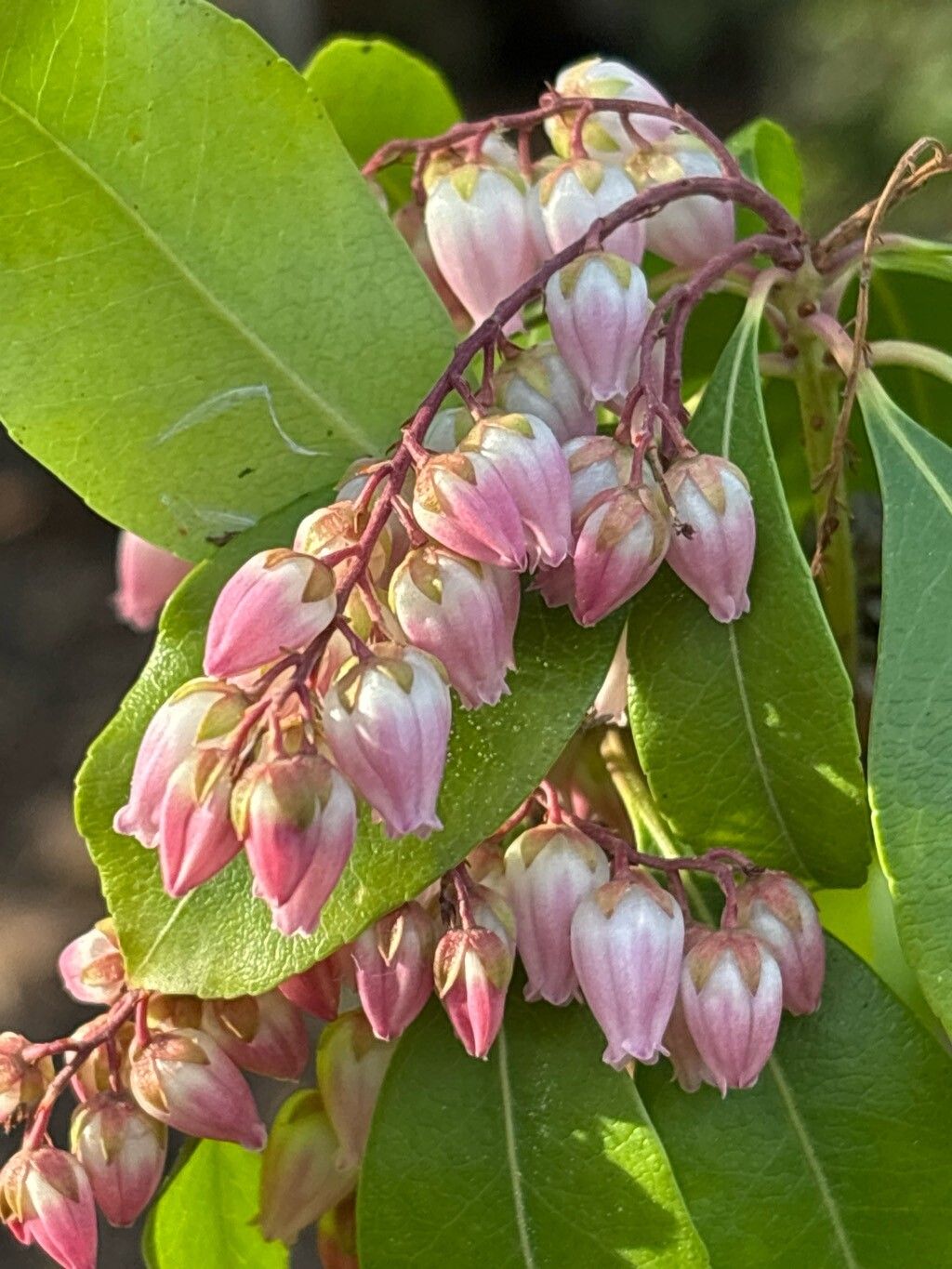 Pieris koidzumiana