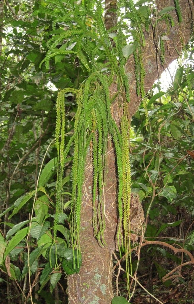 Phlegmariurus phlegmarioides habit