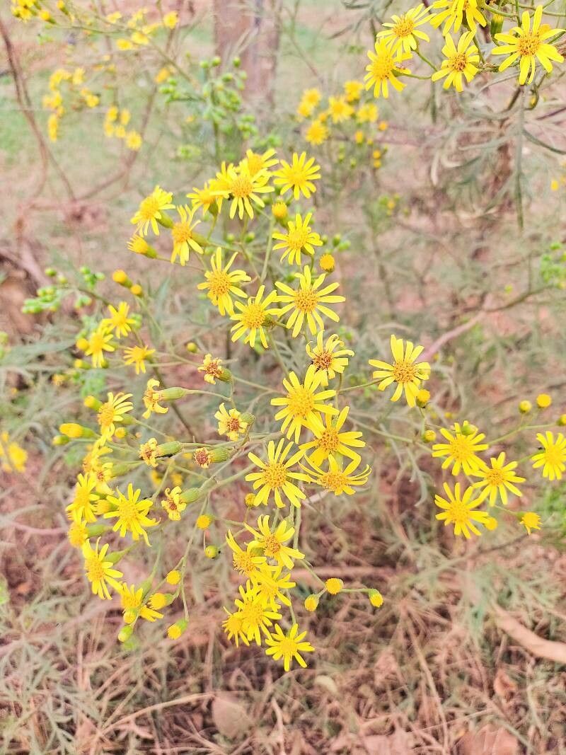 Senecio brasiliensis flower