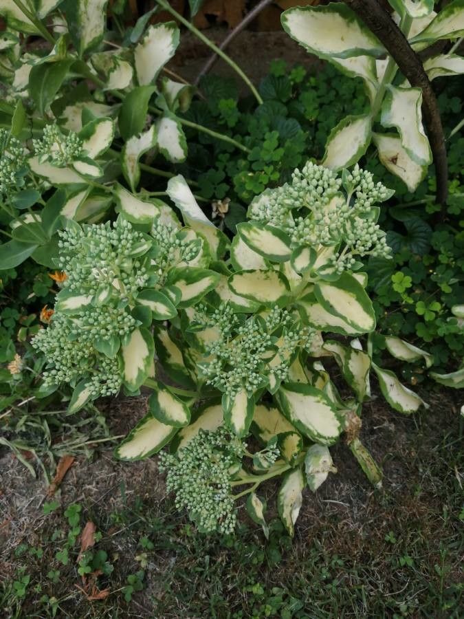 Hylotelephium erythrostictum habit