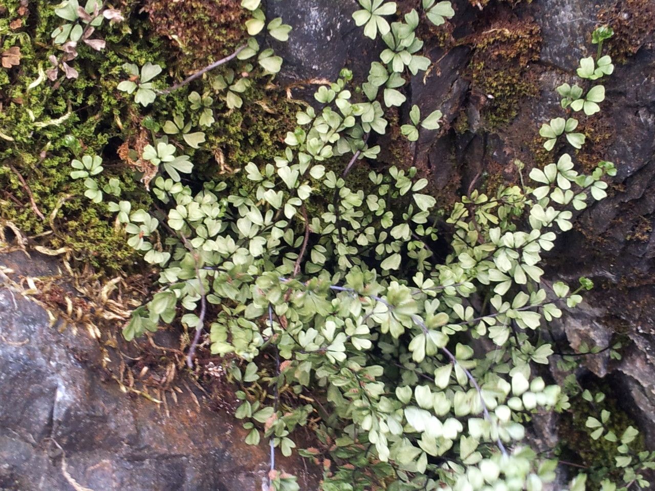 Asplenium triphyllum habit
