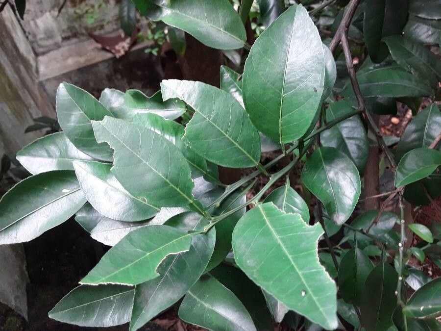 Citrus × aurantium leaf