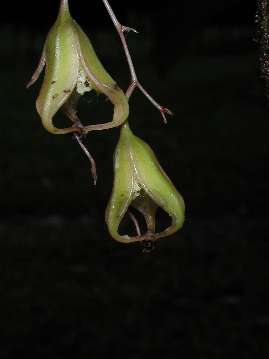 Leochilus labiatus flower