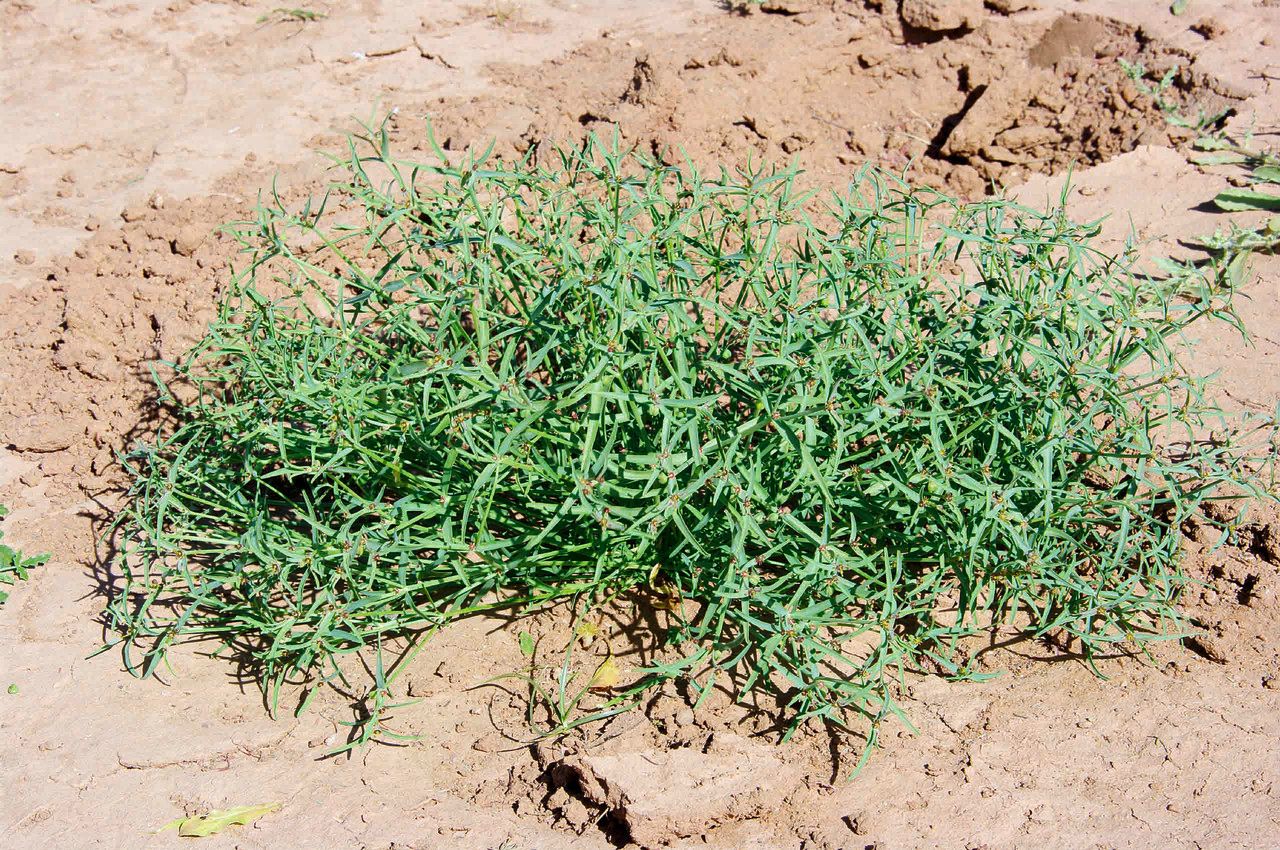 Euphorbia dracunculoides — houseplant care guide