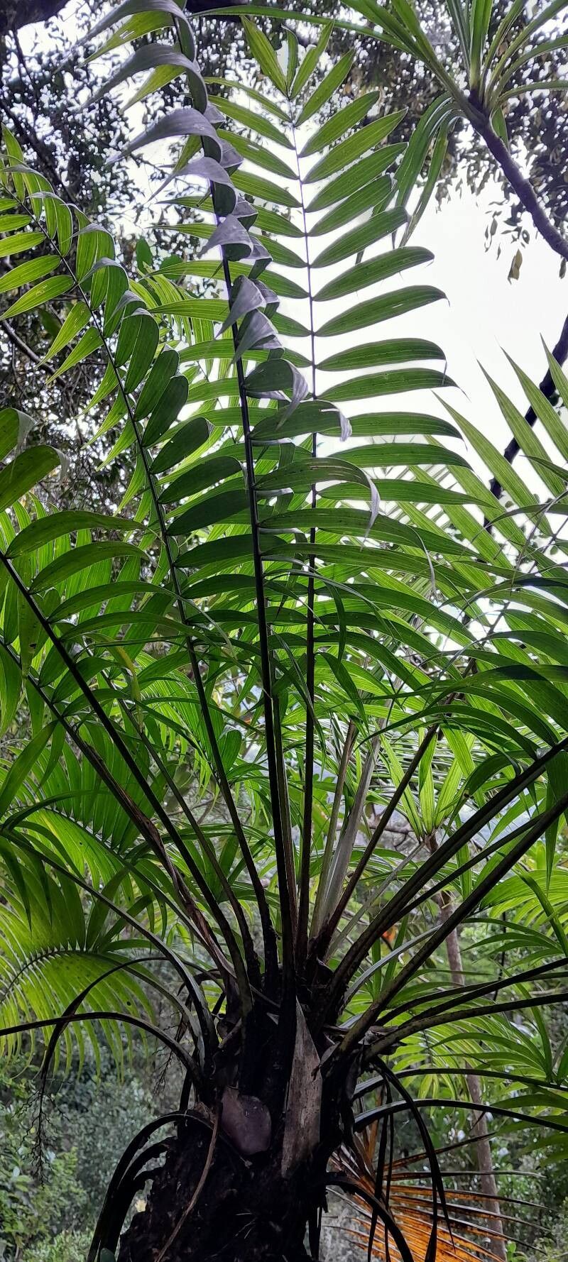 Ravenea cycadifolia