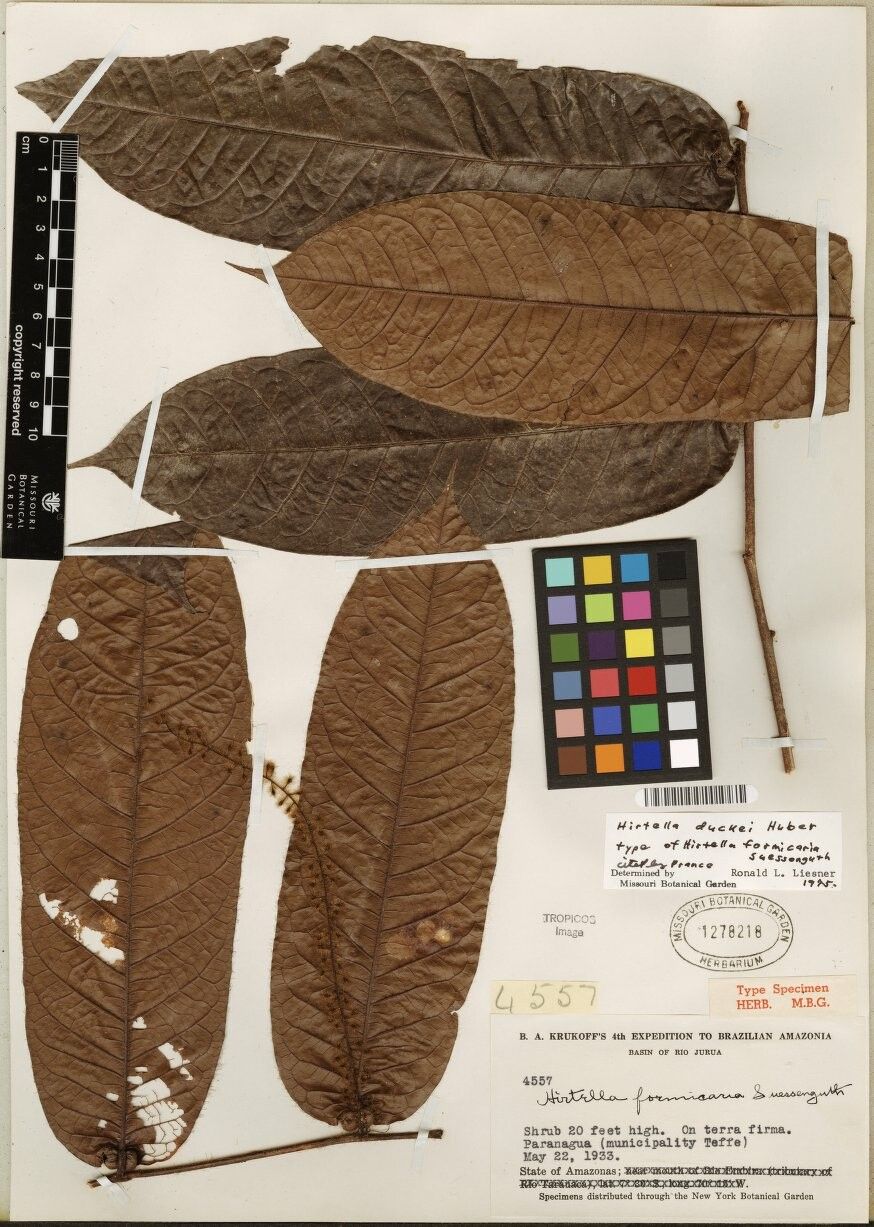 Hirtella duckei — houseplant care guide