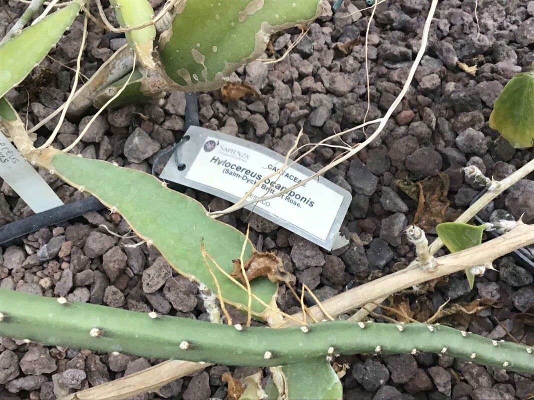 Selenicereus ocamponis leaf