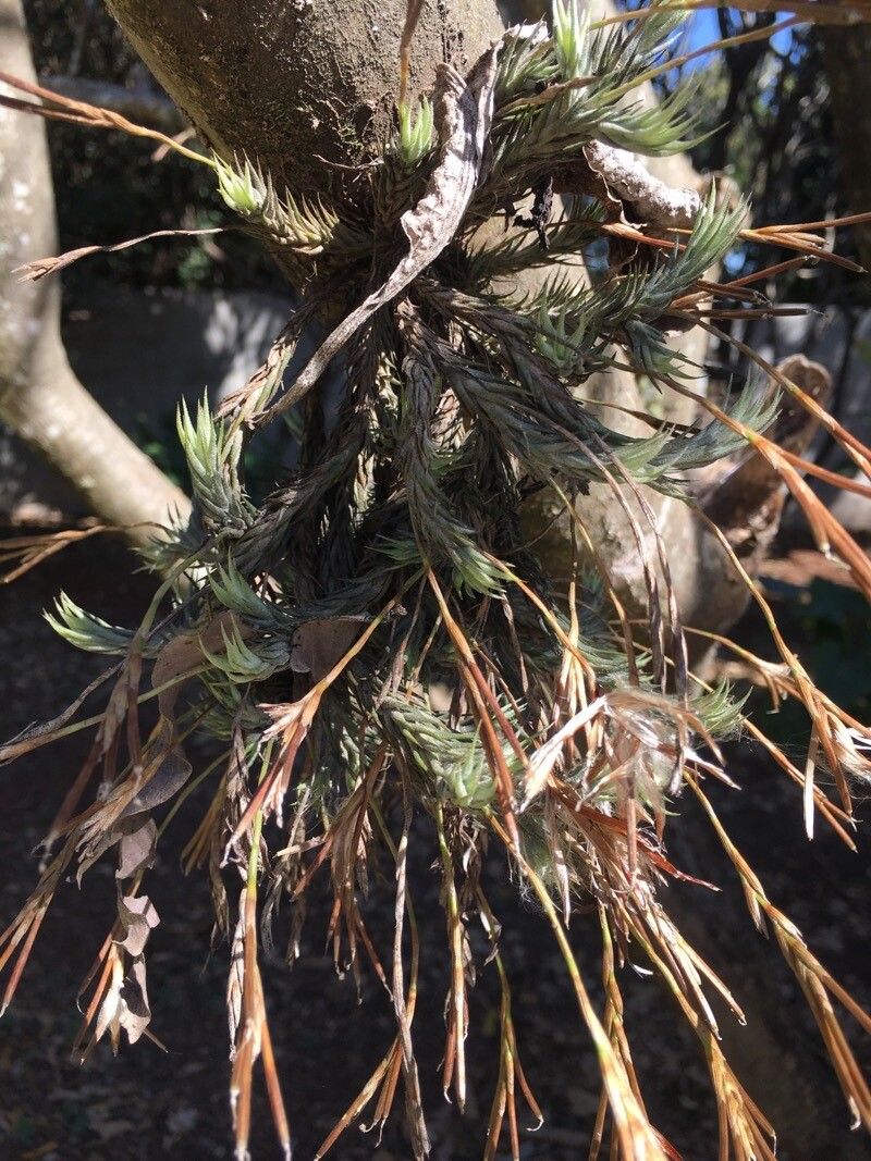 Tillandsia tricholepis flower