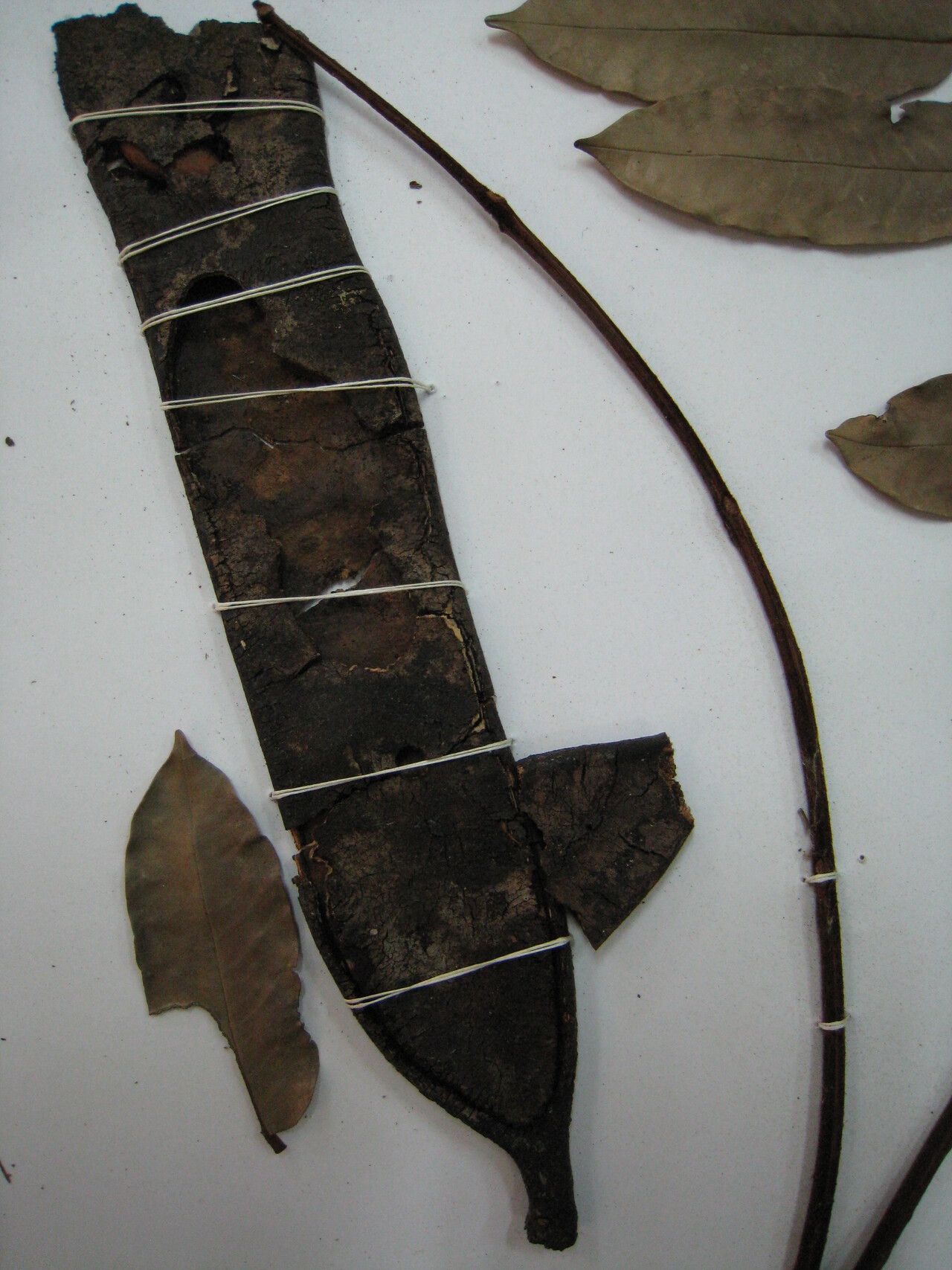 Dimorphandra multiflora — houseplant care guide