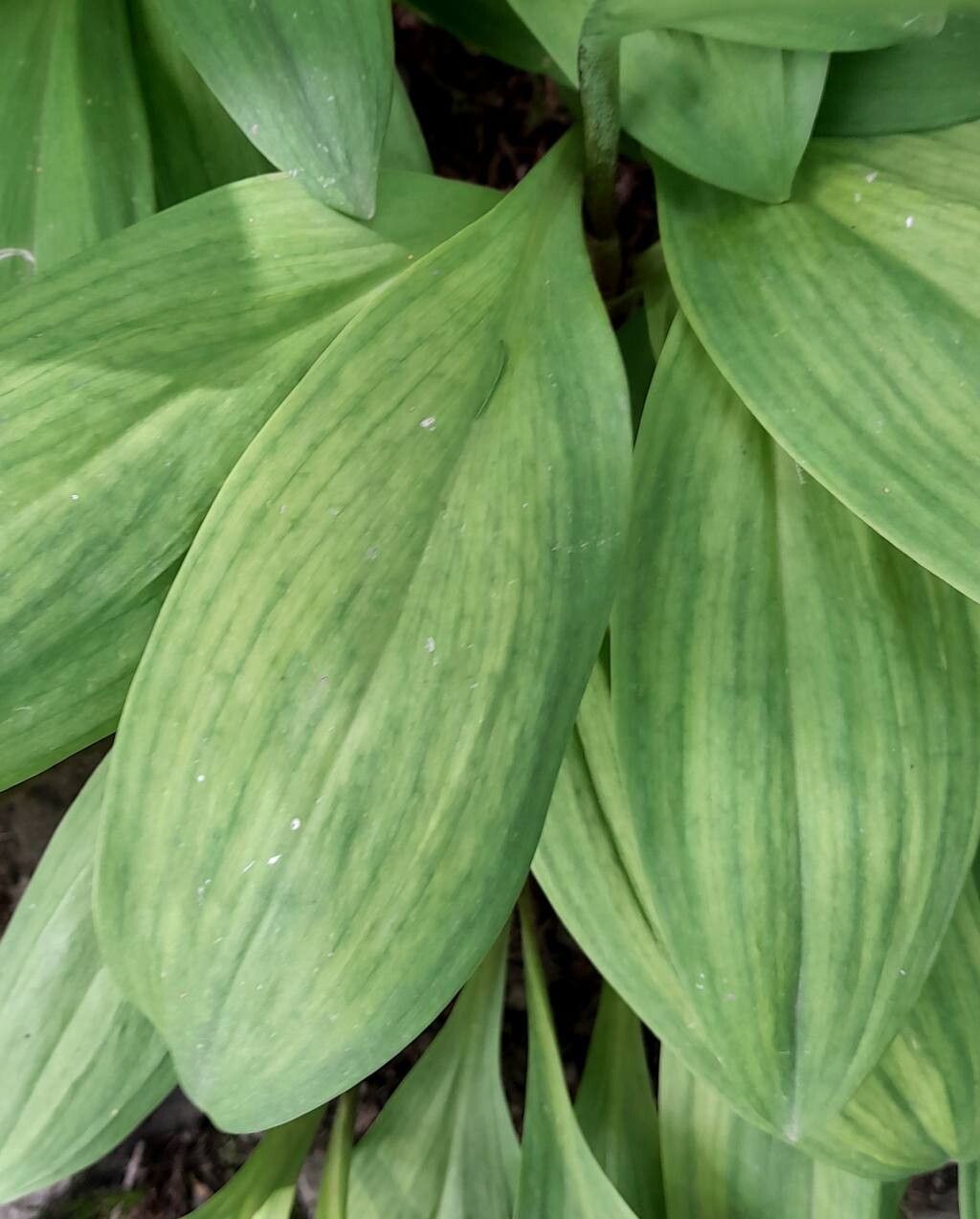 Allium ochotense — houseplant care guide