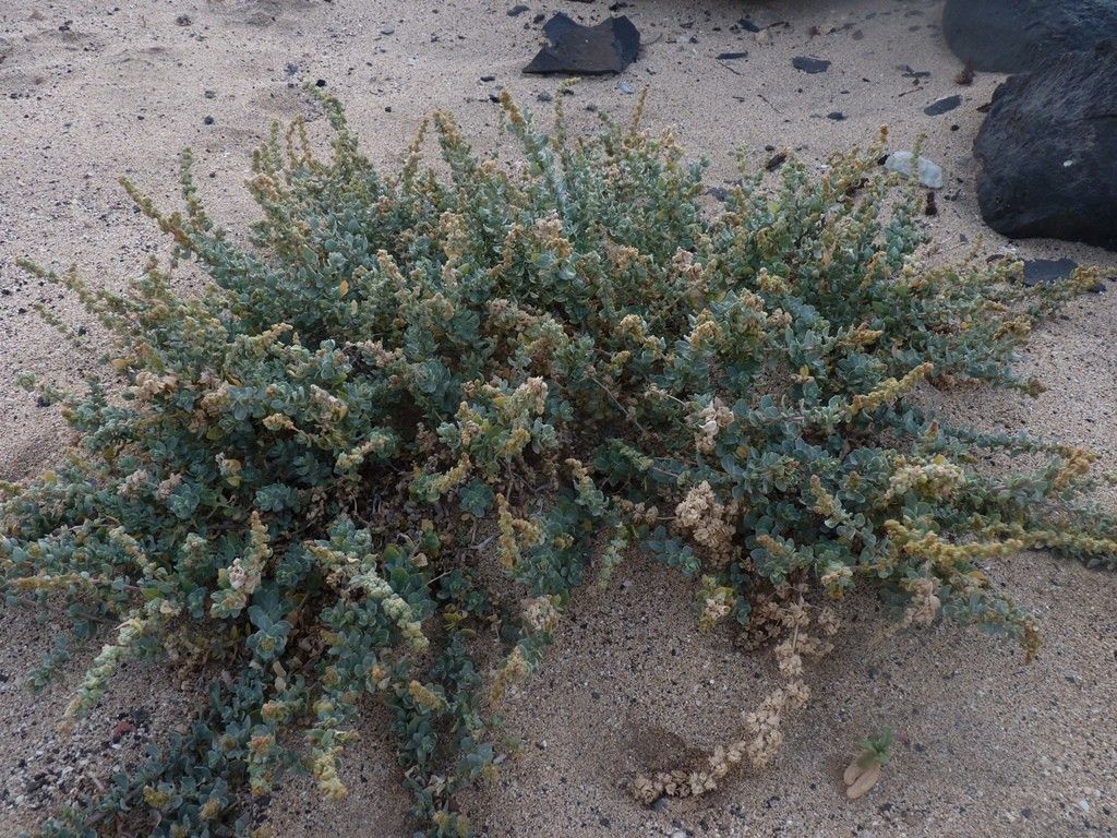 Bassia tomentosa habit