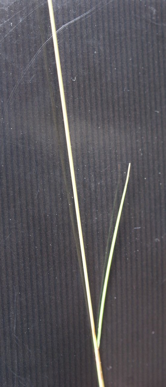 Festuca armoricana leaf