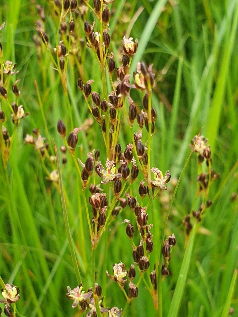 Juncus gerardii — search result for 'Juncus'