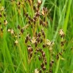 Juncus gerardii