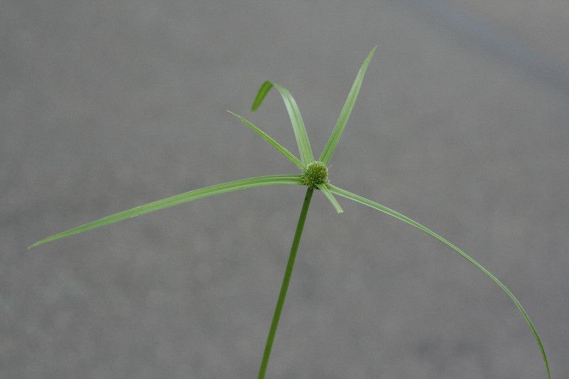 Cyperus aromaticus leaf