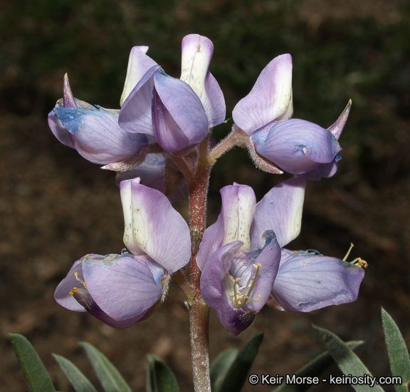 Lupinus hyacinthinus — search result for 'Lupinus'