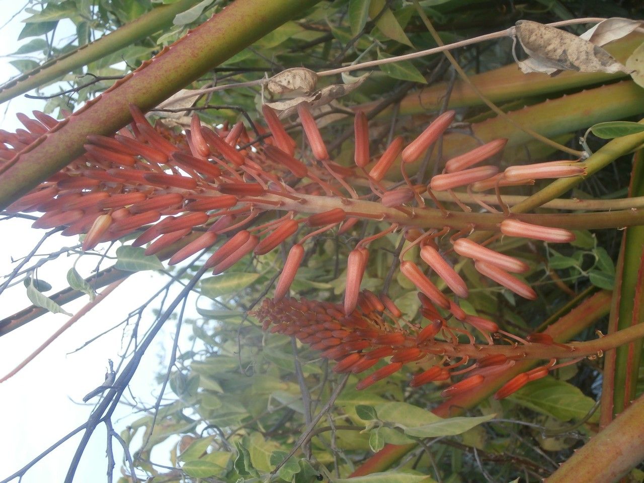 Aloe alexandrei flower