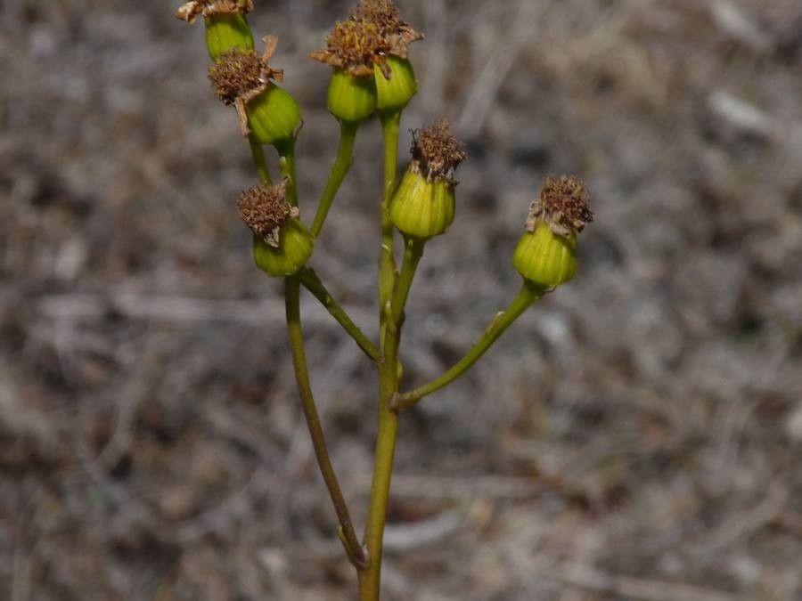 Senecio decaryi flower