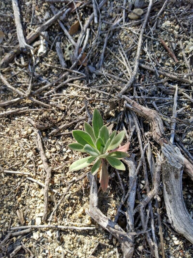 Boechera hoffmannii — related species from the same genus