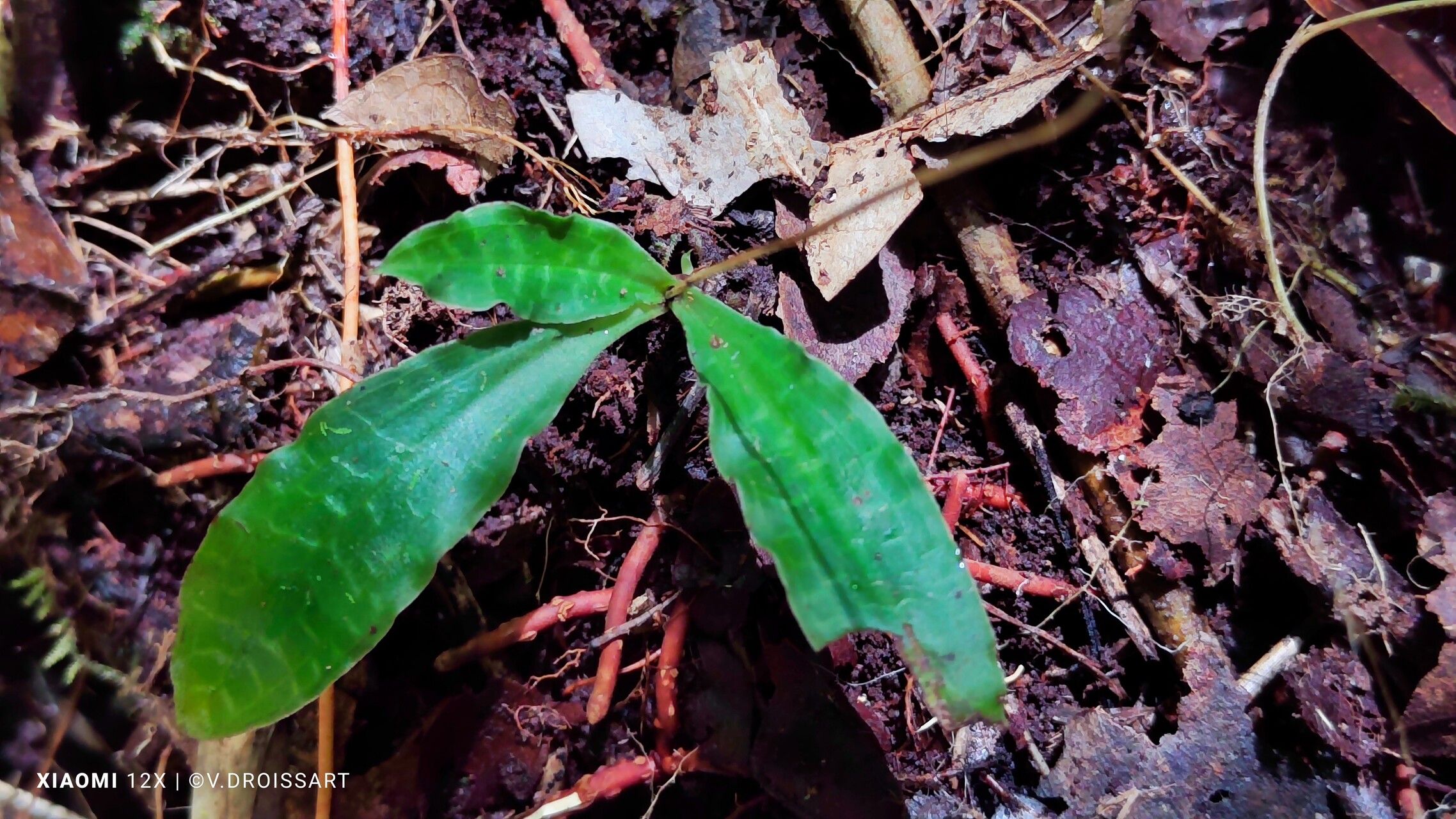 Cynorkis schlechteri leaf