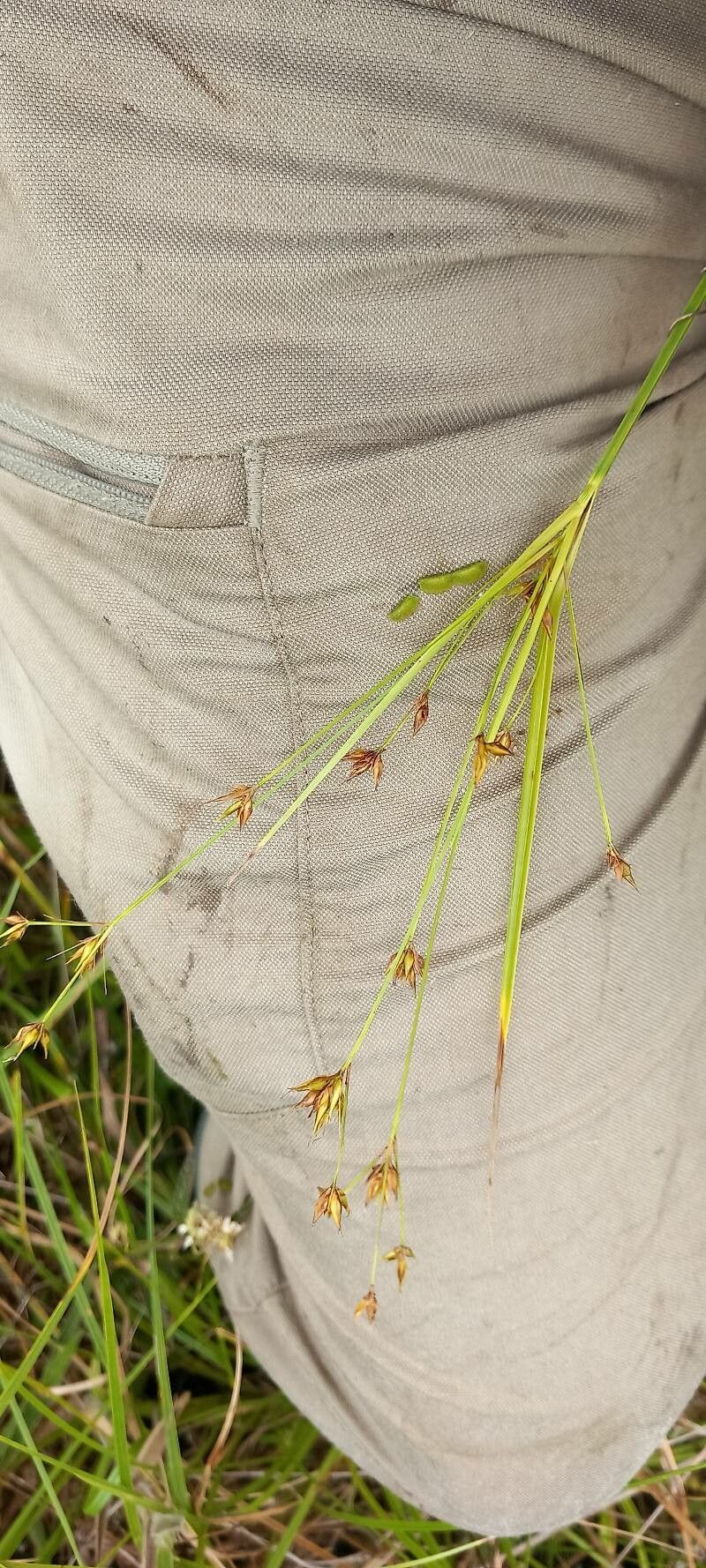 Rhynchospora rugosa flower