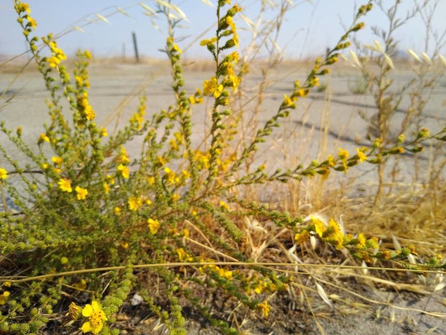 Deinandra bacigalupii habit