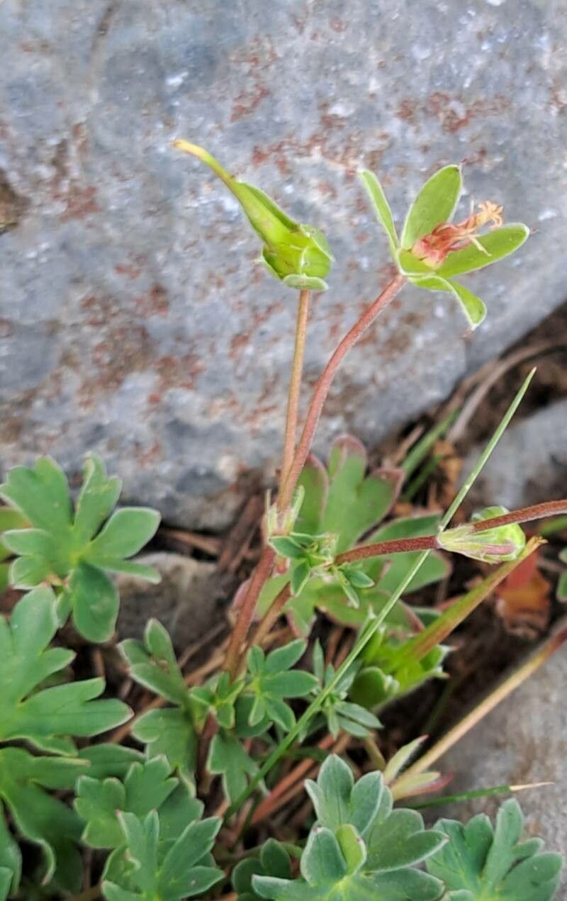 Geranium cinereum fruit