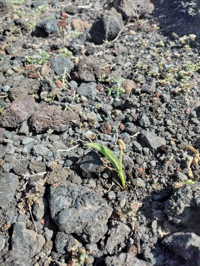 Ophioglossum polyphyllum — houseplant care guide